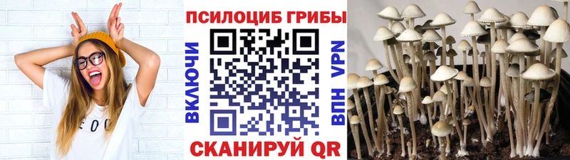 купить  сайты  Сургут  Псилоцибиновые грибы Psilocybe 
